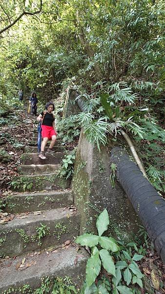 猴崁古道(草山瀑布 吊橋 百年楓香 滾水頭) 青春嶺 大屯瀑