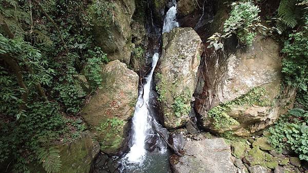 猴崁古道(草山瀑布 吊橋 百年楓香 滾水頭) 青春嶺 大屯瀑