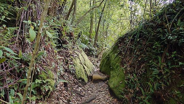台北大縱走第四段(風櫃口--大湖公園捷運)  在  陽明山