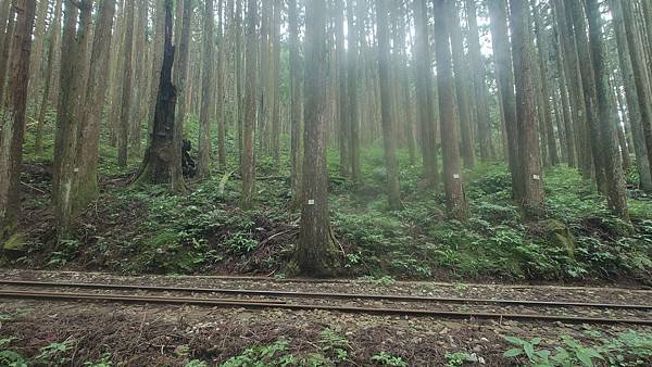 阿里山森林火車(林鐵本線)嘉義 至 阿里山 (阿里山火車碰壁