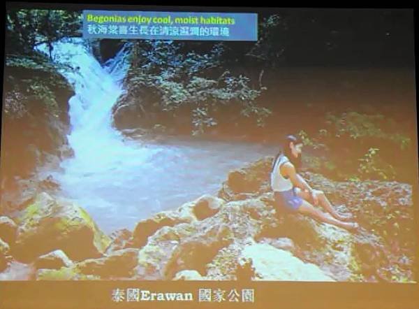 彭鏡毅：秋海棠與我