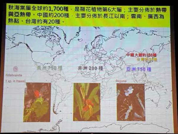 彭鏡毅：秋海棠與我