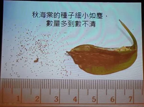 彭鏡毅：秋海棠與我