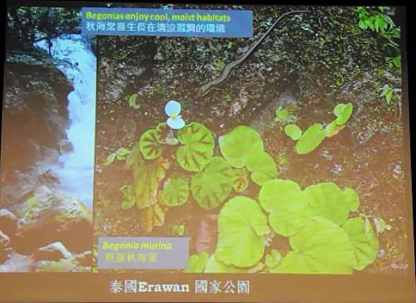 彭鏡毅：秋海棠與我
