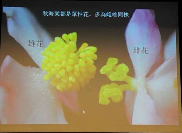 彭鏡毅：秋海棠與我