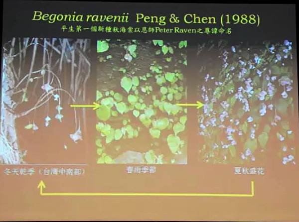 彭鏡毅：秋海棠與我