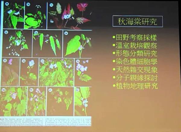 彭鏡毅：秋海棠與我