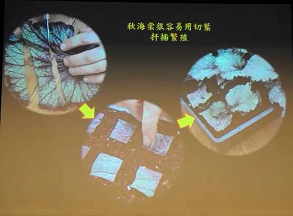 彭鏡毅：秋海棠與我