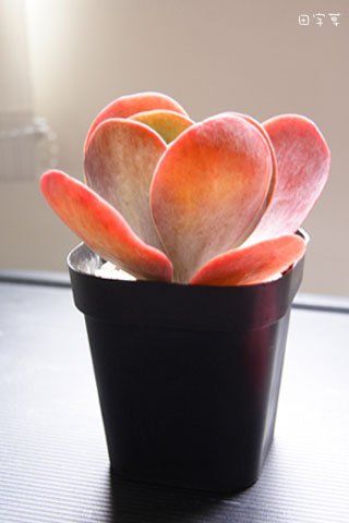 唐印 Kalanchoe thyrsiflora