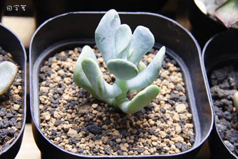快樂的母親節→Sedum allantoides var. goldii