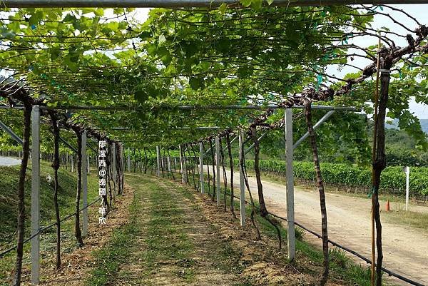 華欣/Hua Hin Hills Vineyard