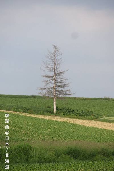 北海道/富良野