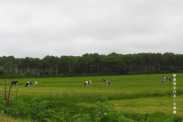 北海道/往稚內的道路