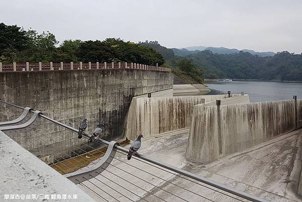 【苗栗/三義】鯉魚潭水庫