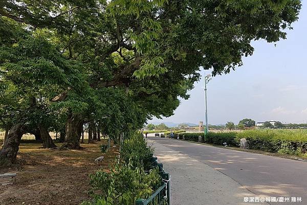 2017/07韓國/慶州 雞林