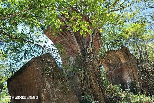 【苗栗/三義】龍騰斷橋