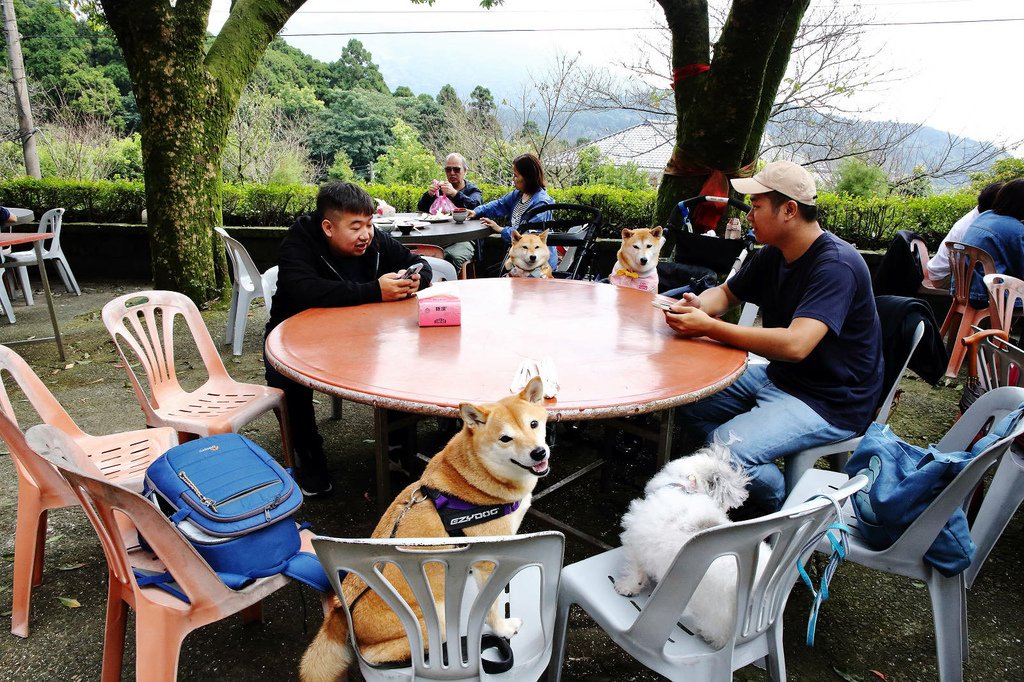 陽明山土雞景觀餐廳推薦，竹子湖杉木林餐廳白斬雞、野菜、寵物友