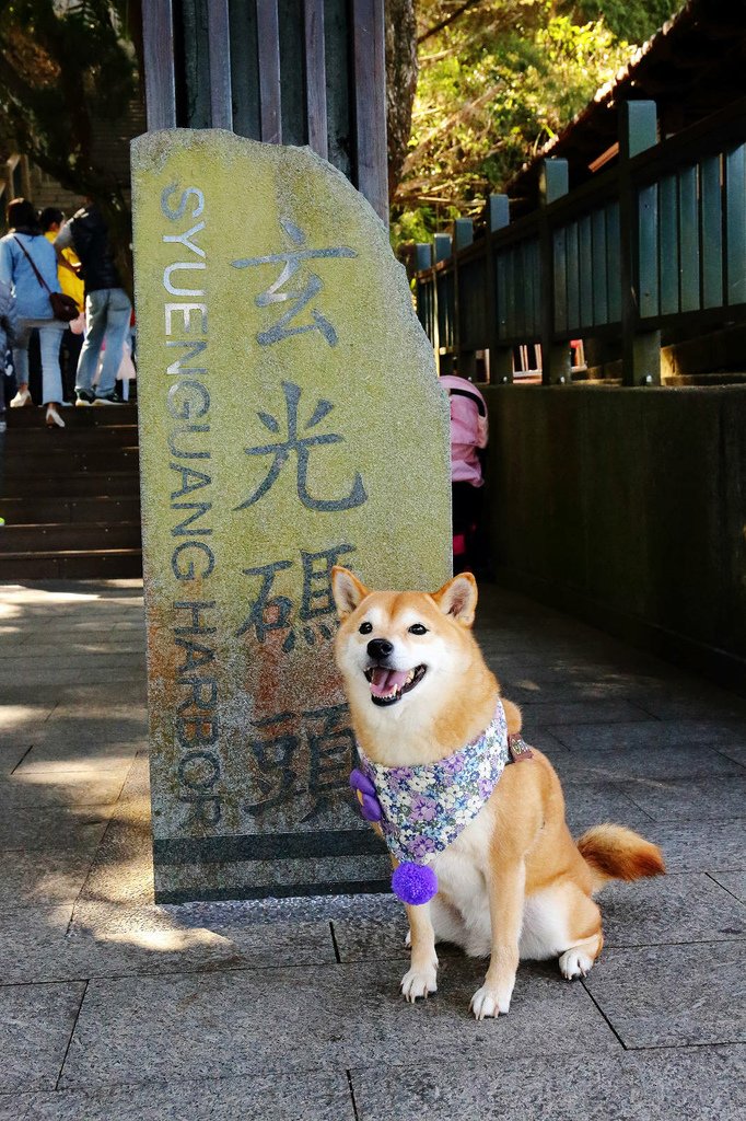 南投寵物友善景點，日月潭包船遊湖推薦-日月潭創意家美奇豪華遊