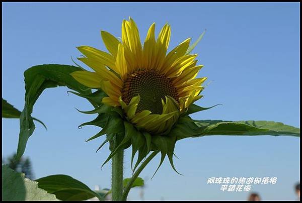 平鎮花海18.JPG