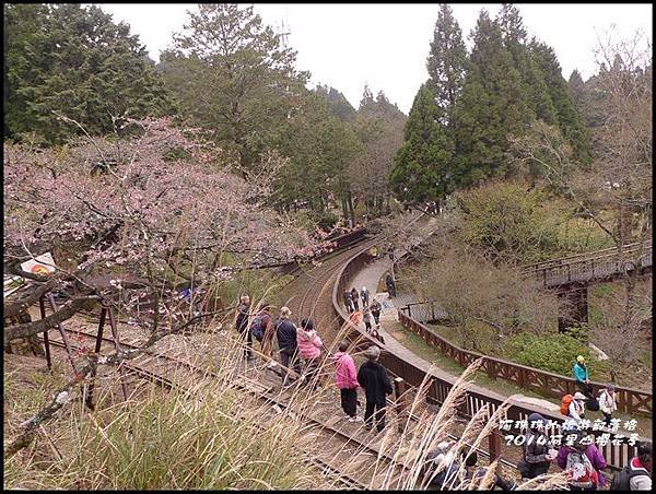 阿里山櫻花季30.JPG