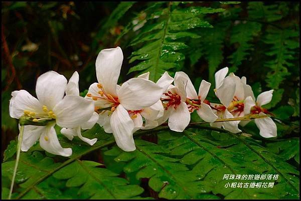 小粗坑古道桐花開10.JPG