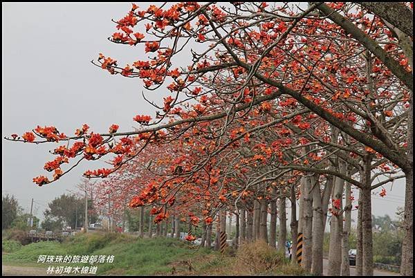 林初埤木棉道22.JPG