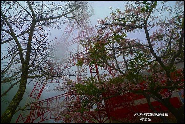 阿里山43.JPG