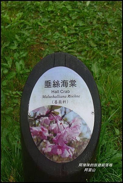 阿里山48.JPG