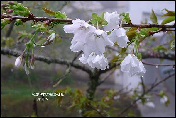 阿里山52.JPG