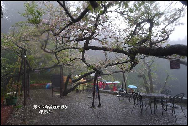 阿里山51.JPG