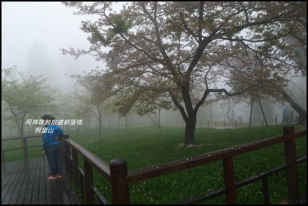 阿里山53.JPG
