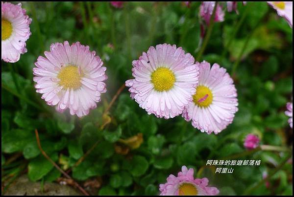 阿里山56.JPG