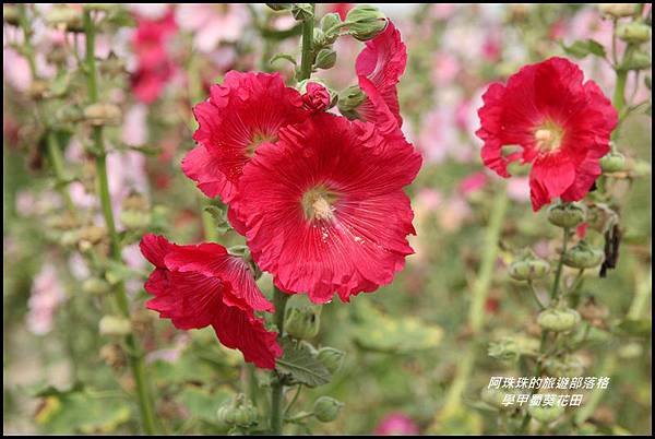 學甲蜀葵花田4.JPG