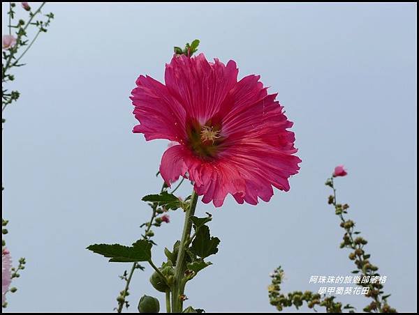 學甲蜀葵花田11.JPG