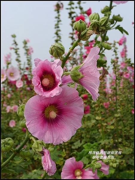 學甲蜀葵花田16.JPG