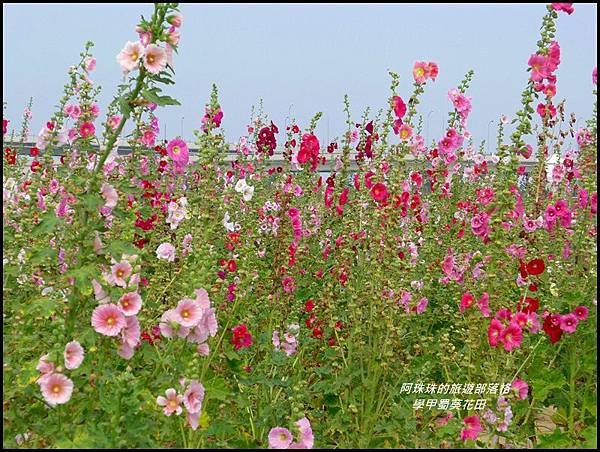 學甲蜀葵花田21.JPG