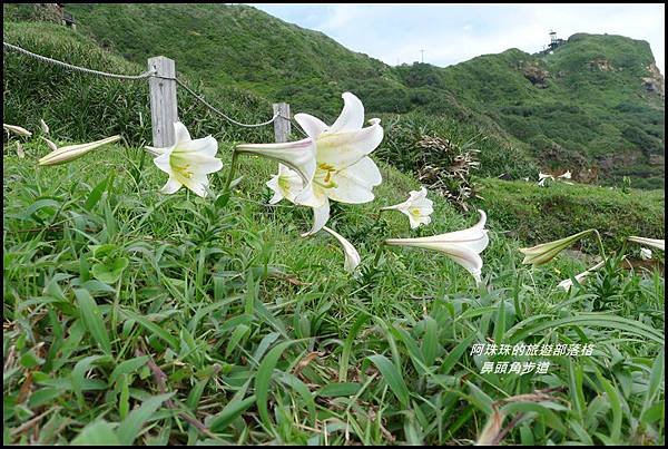 鼻頭角步道73.JPG