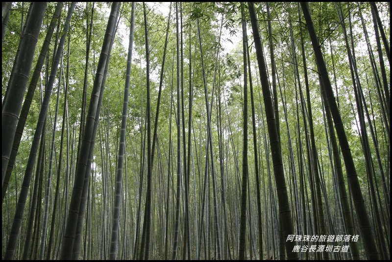 鹿谷長源圳古道11.JPG