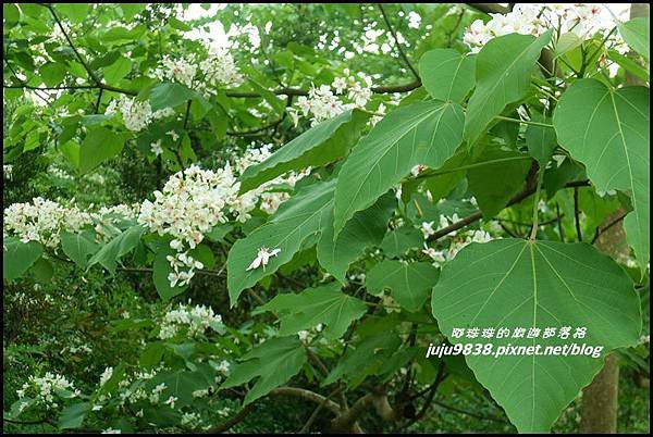 客家大院桐花公園16.JPG