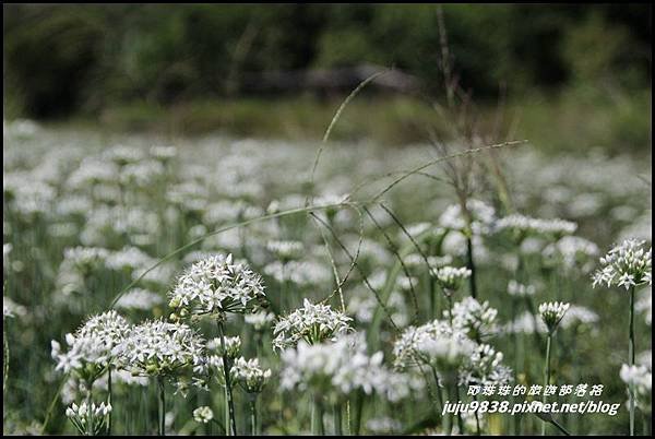 大溪韭菜花海2.JPG