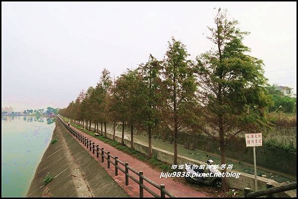 八德落羽松28.JPG