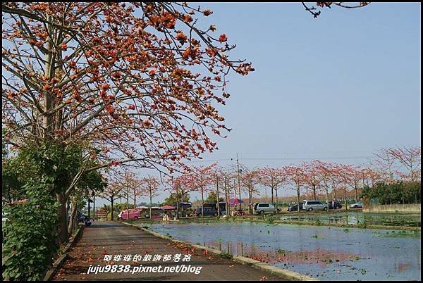 林初埤木棉道61.JPG