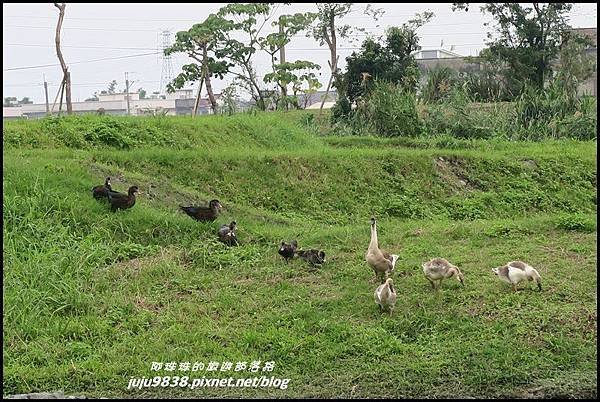 冬山河75.JPG