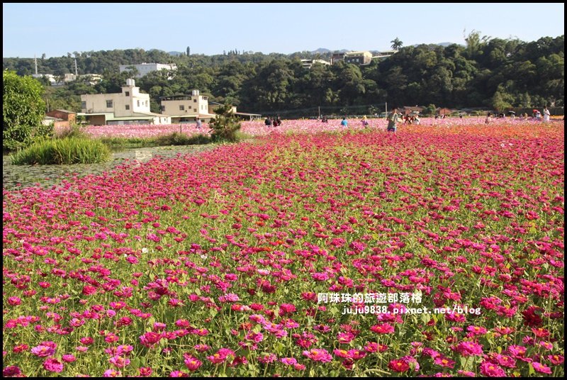 大溪花海18.JPG