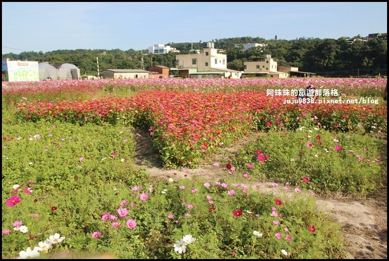 大溪花海22.JPG