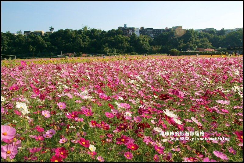 大溪花海23.JPG