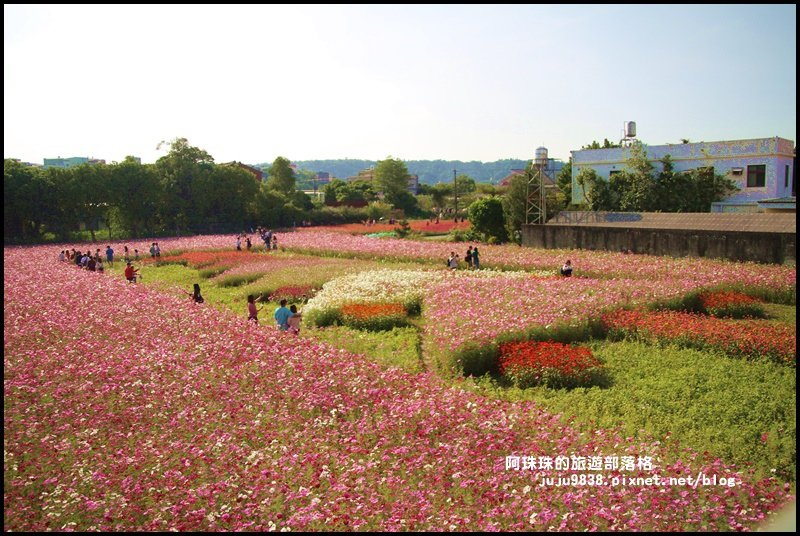 大溪花海27.JPG