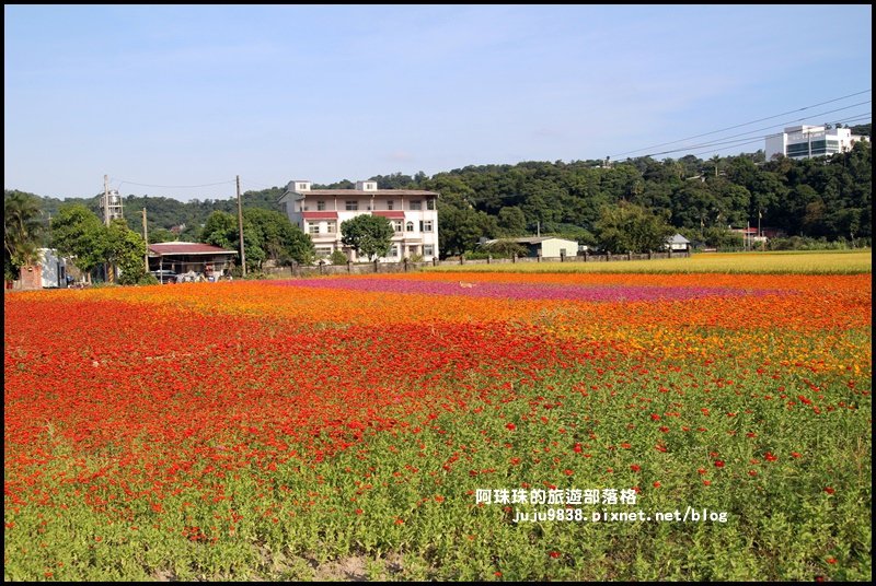 大溪花海28.JPG