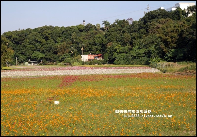 大溪花海37.JPG