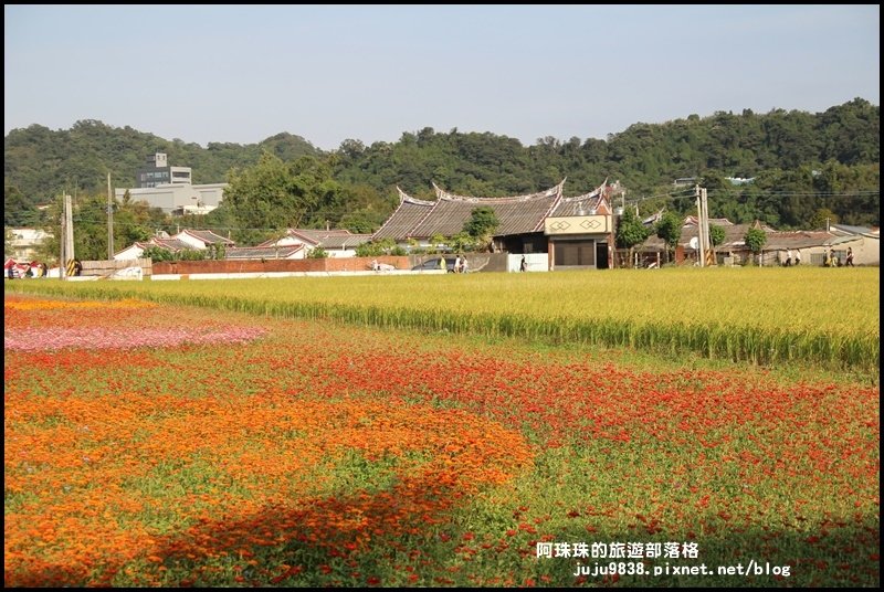 大溪花海44.JPG